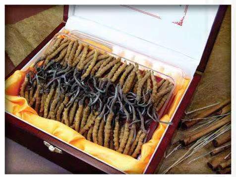 沈北冬虫夏草回收